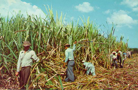 workers at play in the fields of the Lord