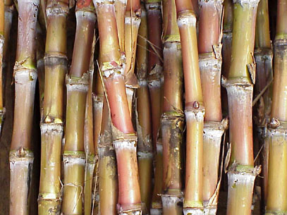 sugar cane
