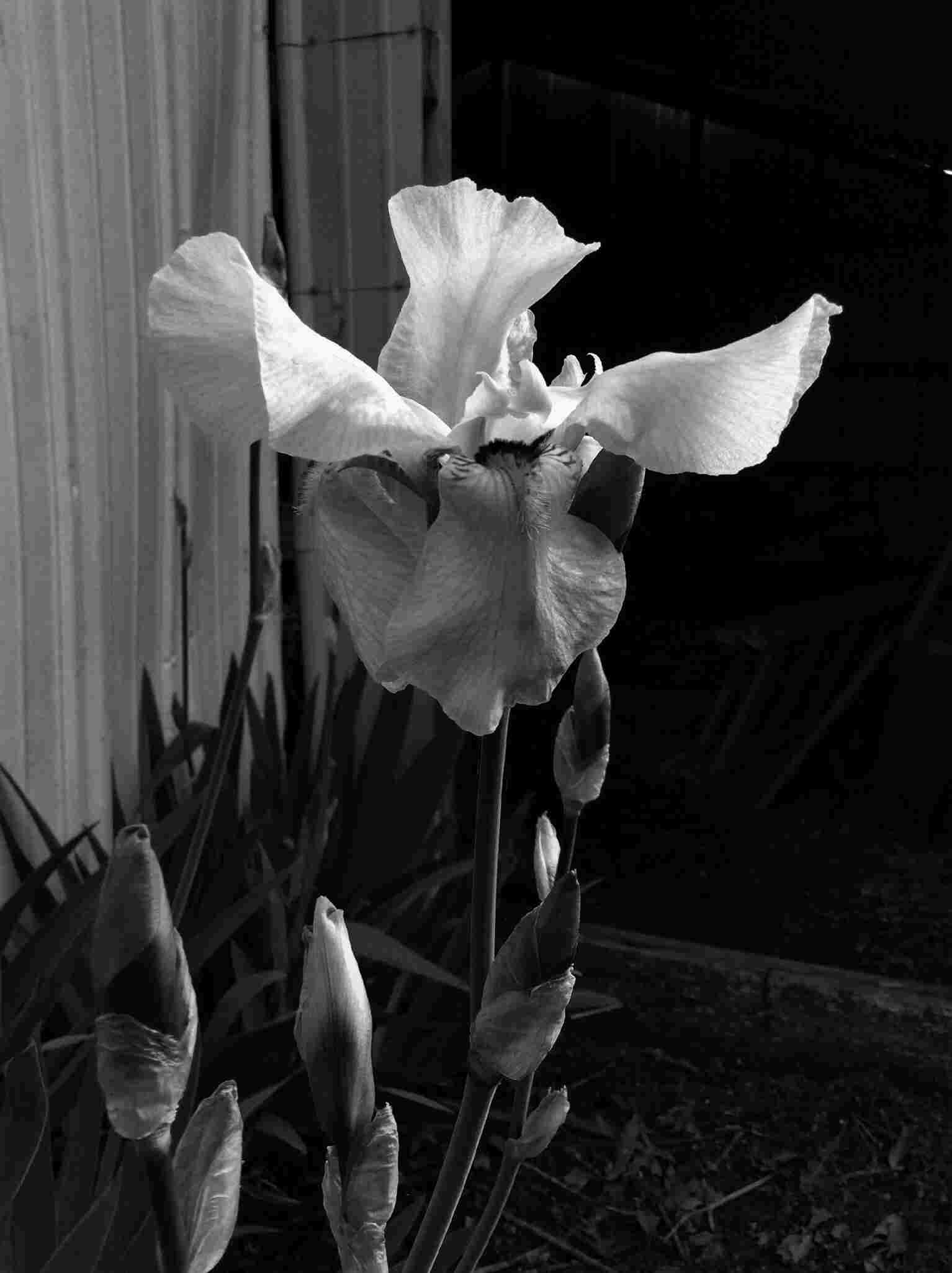 © Tammy Ruggles
