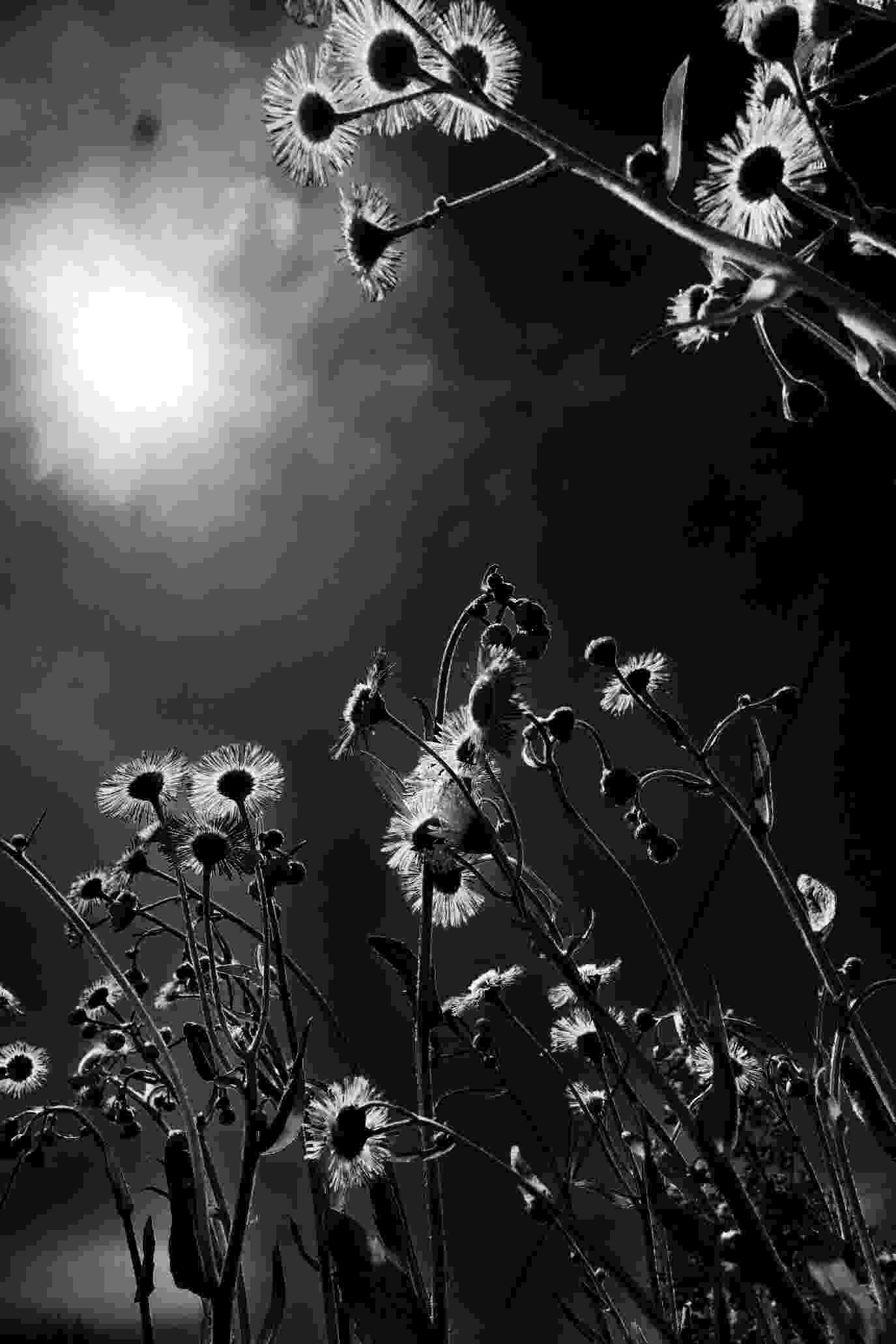 © Tammy Ruggles